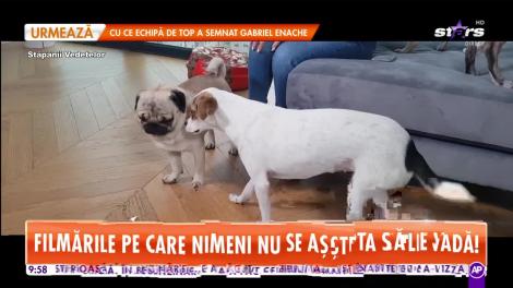 Ruby ține nouă câini în aparatmentul ei de lux! Nu îşi fac nevoile afară!
