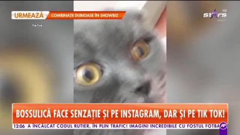 Bossulică, motanul care face senzaţie pe Instagram si pe TikTok