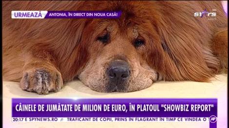 Cel mai frumos câine din lume are statuie și mașină personală