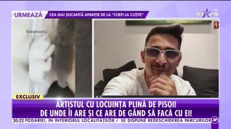 Pisicile, un remediu împotriva plictiselii, din izolare. Un artist și-a umplut casa cu pisici