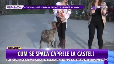 Mariana Calfa, pictorița de la castel, își dorește un copil: De când am ajutat capra să nască, am prins curaj