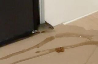 Reportaj: Un nou „Nordis”, dar cu ceva în plus: șoareci