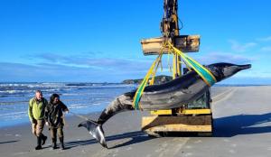 „Cea mai rară balenă din lume” a eșuat pe o plajă din Noua Zeelandă. Nu a mai fost văzută de generații întregi