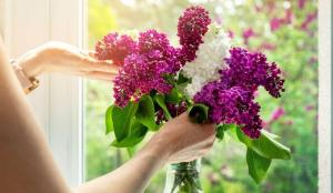 Trucuri pentru ca florile de liliac să reziste mai mult în vază. Doar așa vor rămâne proaspete și frumoase
