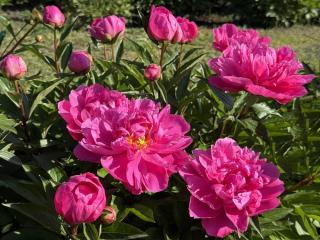 Secretul bujorilor spectaculoși: 5 pași simpli pentru o explozie de parfum în grădină