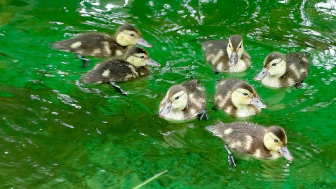 Imagine Cu Rata FOTO! Vezi cum arata bobocii de rata din cea mai rara specie! | Antena 1