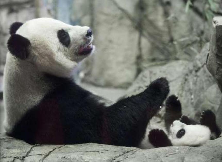 Panda Pui Imagini adorabile! Bei Bei, un pui de panda gigant, este vedeta unei ...