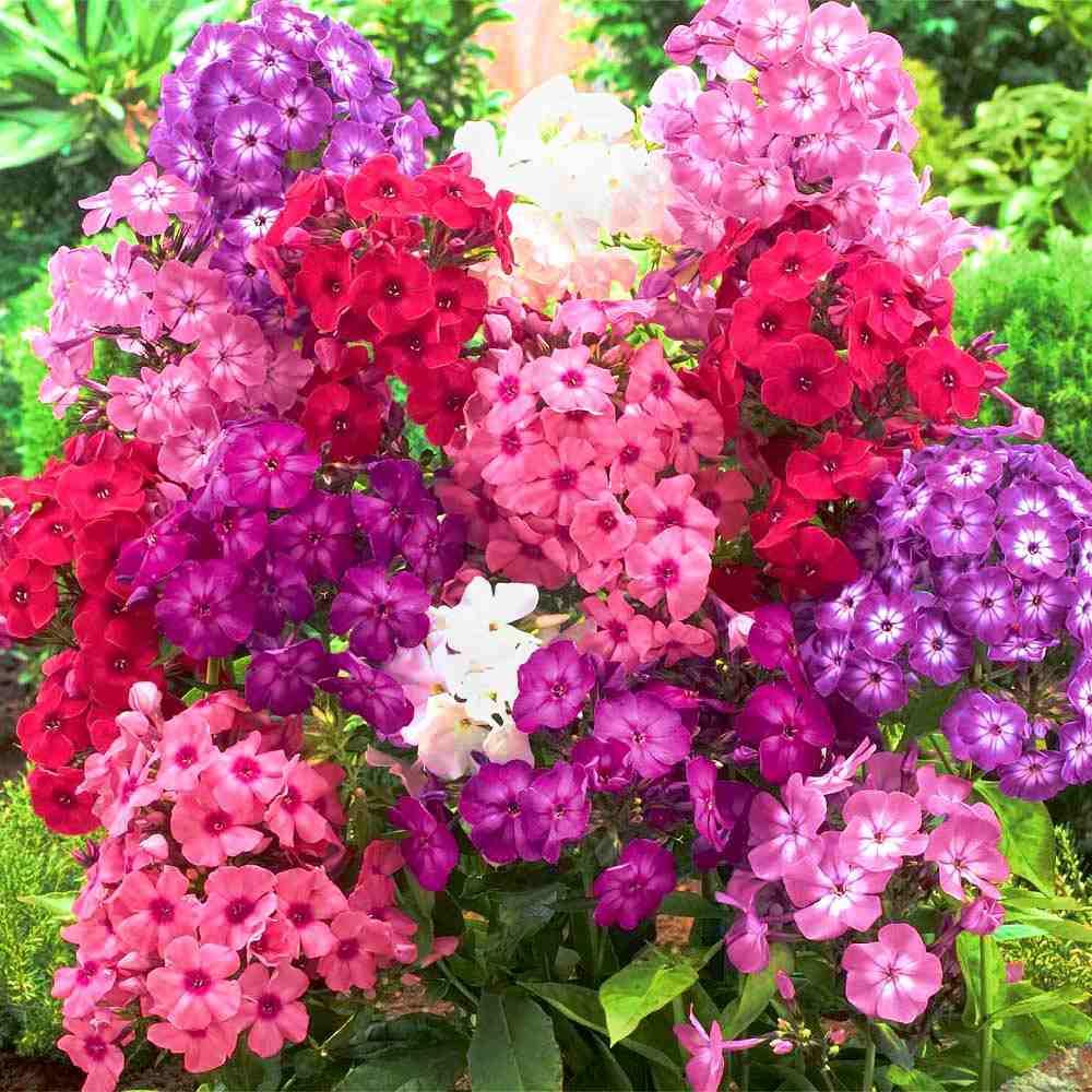 Flori de gradina. Cele mai frumoase flori care infloresc noaptea Antena 1