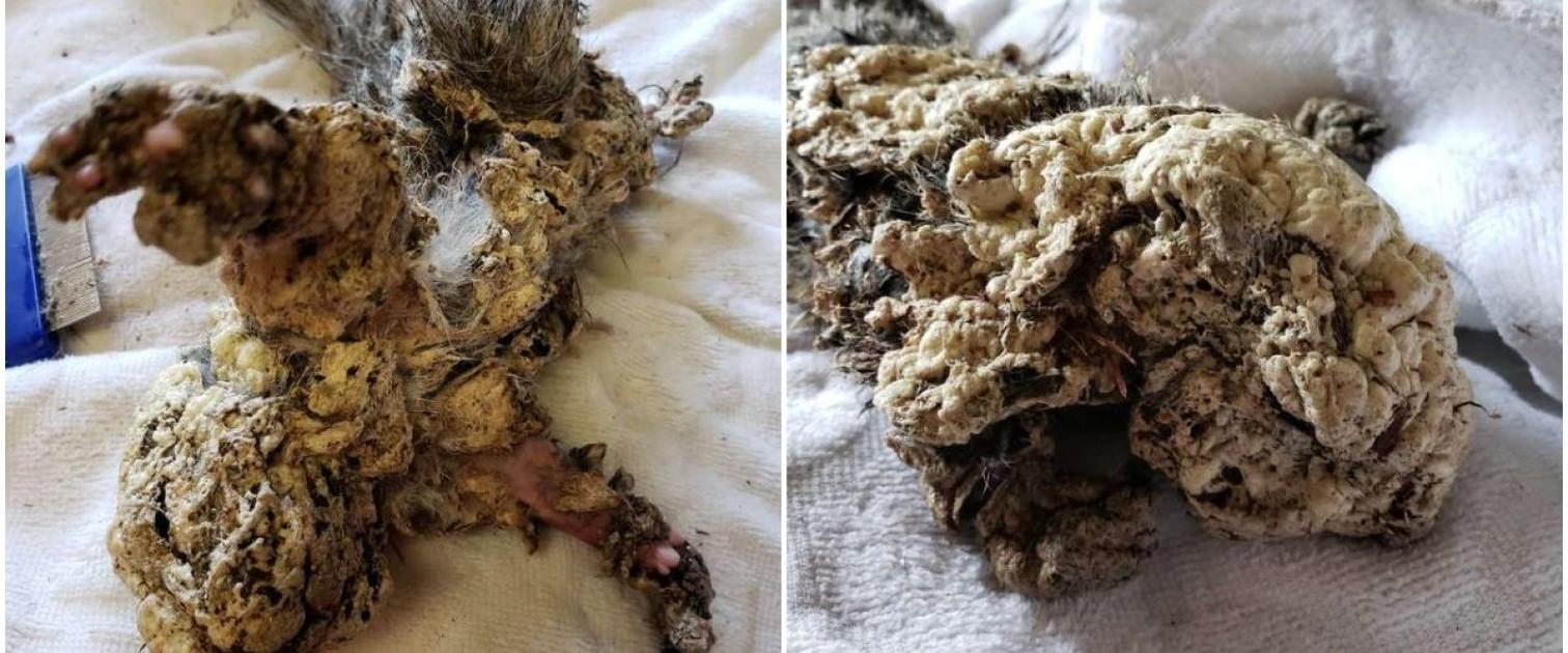 Veveriță acoperită cu spumă poliuretanică | Antena 1