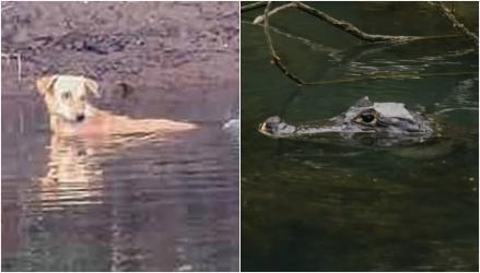 Un câine fără stăpân a căzut în râu si crocodilii l-au înconjurat. Ce a urmat întrece orice scenariu de film | VIDEO