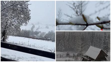 A nins în România! Imagini cu florile de aprilie acoperite de stratul de omăt: Iarna nu se lasă dusă din peisaj”